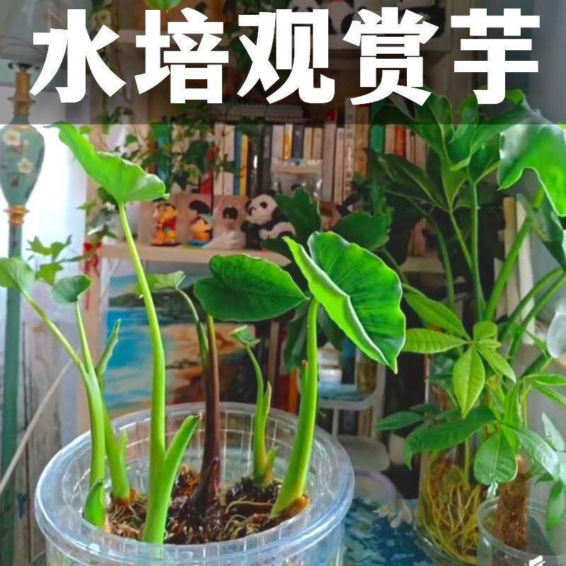 水培芋头懒人盆栽户外绿植鱼池水净化四季常青植物沼泽桌面小绿植