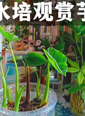 水培芋头懒人盆栽户外绿植鱼池水净化四季常青植物沼泽桌面小绿植