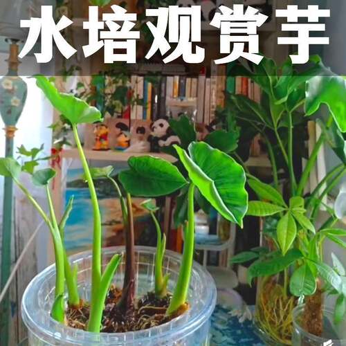 水培芋头懒人盆栽户外绿植鱼池水净化四季常青植物沼泽桌面小绿植