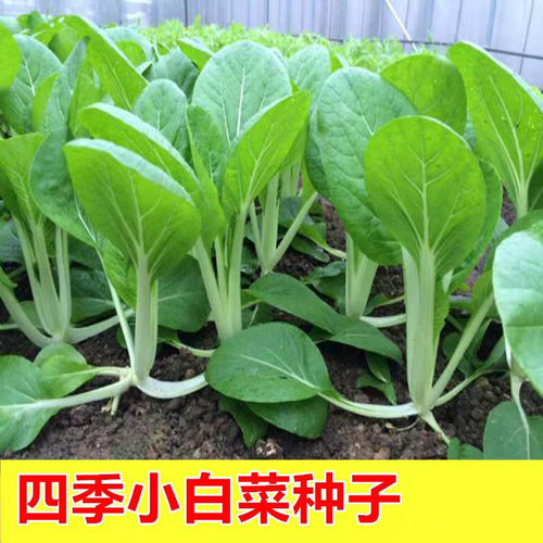 四季播蔬菜小白菜种子