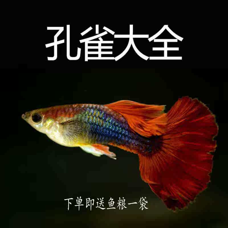 9.9包邮观赏孔雀鱼大耳朵活体淡水鱼热带鱼全红冰蓝红绿灯红|ruв категории животное/Животное питание и принадлежностей, аквариум мира, рыба - от Buy2taobao.com для оказания профессиональной услуги покупки агента Taobao