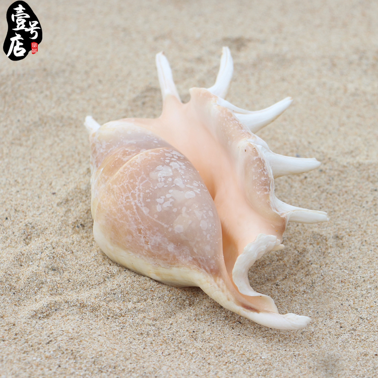 包邮海南三亚海螺贝壳七角螺15cm家居摆件创意饰品书房摆件礼品