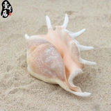 Бесплатная доставка Hainan Sanya Conch Shell Seven -Corner Snail 15 см дома украшение