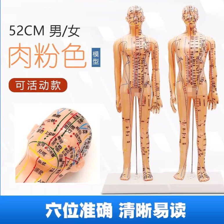 人体针灸穴位模型肉粉色中医教学全身十二经络数字定位 扎针练习