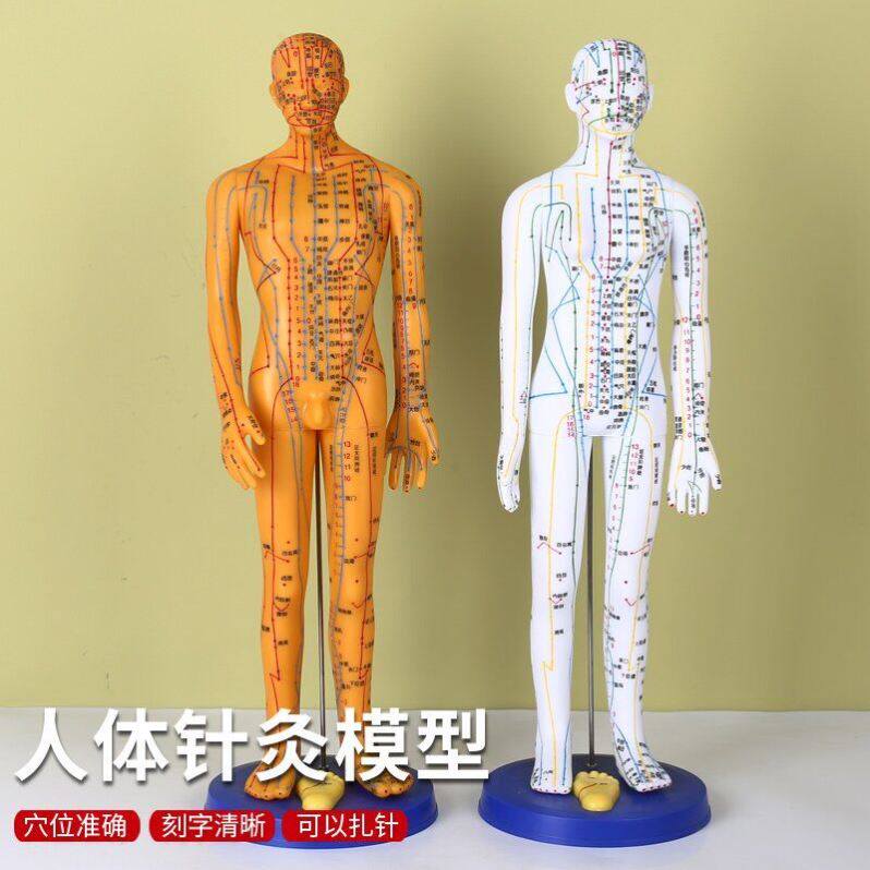 人体经络穴位标准模型全身模型人医用针灸穴位小人中医54厘米