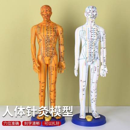 人体经络穴位标准模型全身模型人医用针灸穴位小人中医54厘米