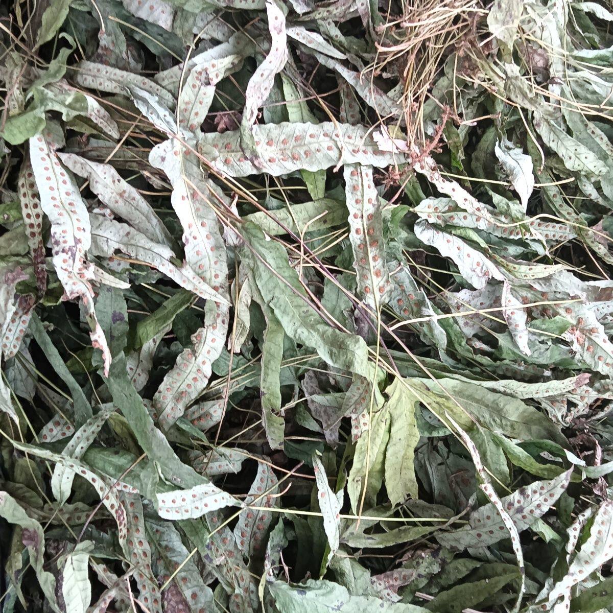野生金鸡脚材鸭脚草七星草鹅掌金星草250克新货晒干金鸡脚草药