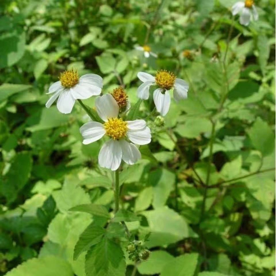 野生鬼针草根纯根三叶鬼针草自然采摘晾晒民间青草根500克