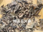 云火藤多年生云火藤泡酒云火藤茎叶云火藤中药泡脚野