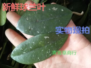 新鲜球兰叶铁加杯金雪球石壁梅绣球叶爬岩板草鞋板壁梅500g