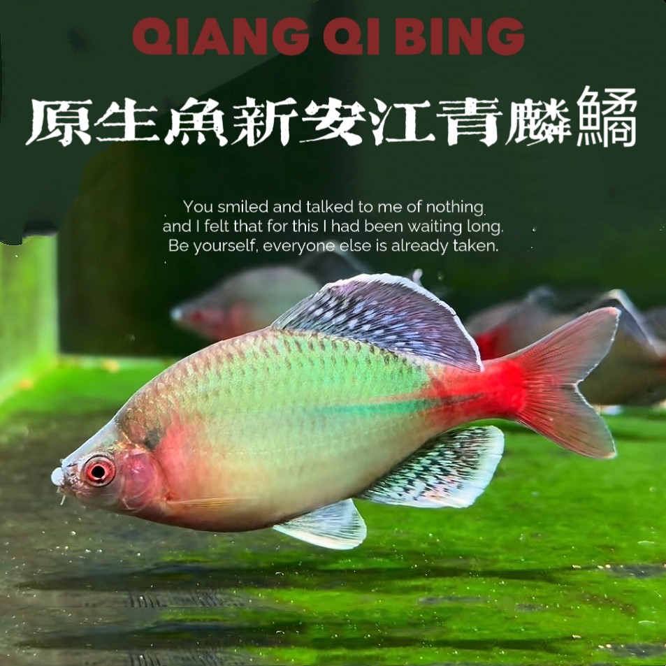 原生鱼新安江青鳞鱊冷水鱼鳑鲏鱼白紫红边须鱊观赏鱼齐氏鱊淡水鱼