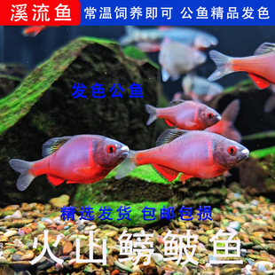 西南火山鳑鲏原生鱼发货包公鱼耐寒耐热耐活群游冷水鱼溪流鱼好看