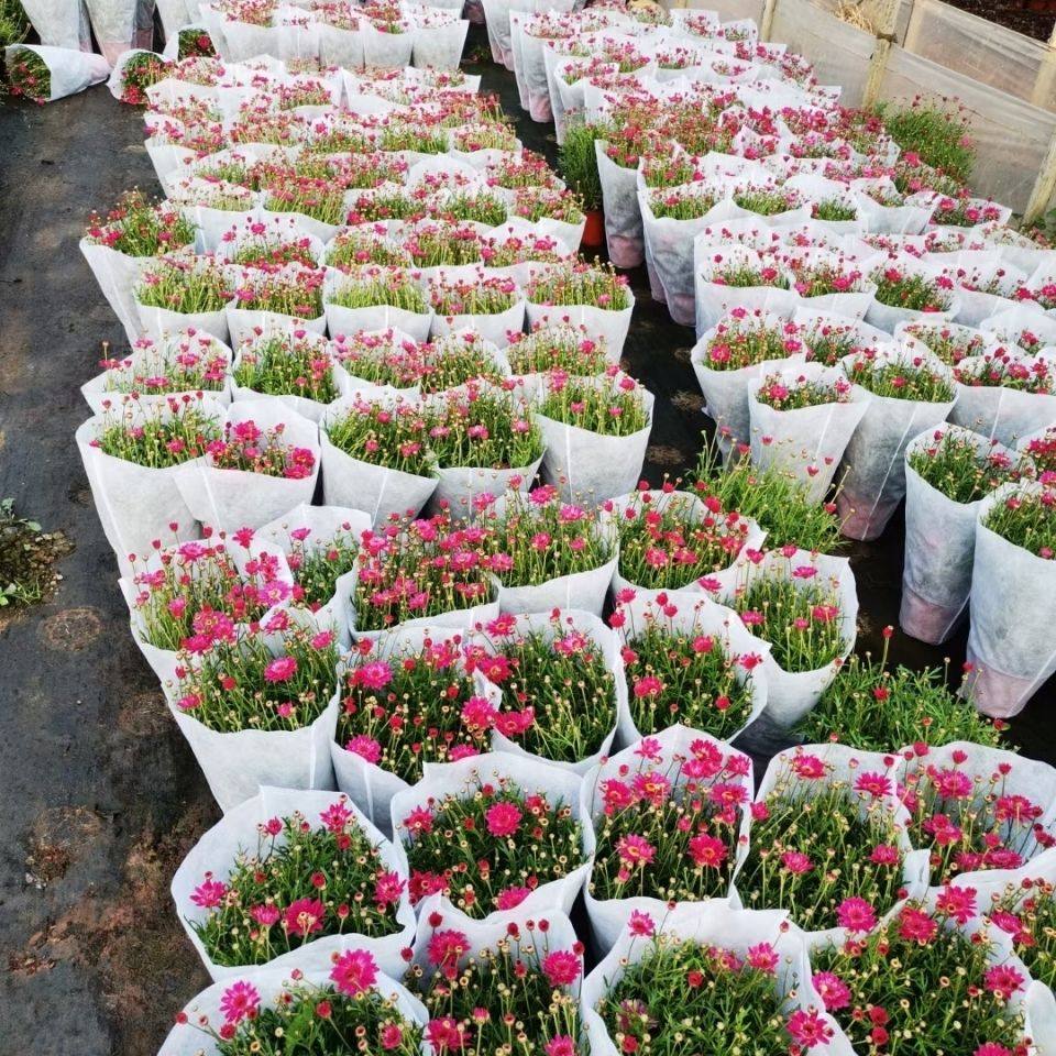 花套袋,_大山谷图库