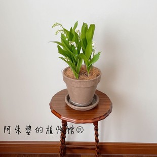 荷兰进口铃兰种球带芽浓香花卉种根四季盆栽室内耐寒当年开花绿植