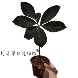 茶桌阳台稀有块根植物