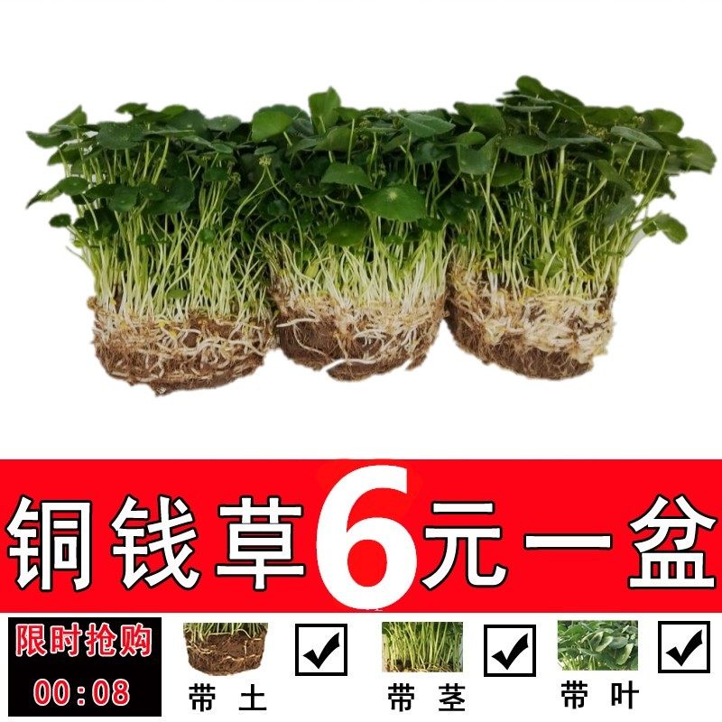室内盆栽花卉铜钱草金钱草水培水养土培植物带叶原土发货包邮