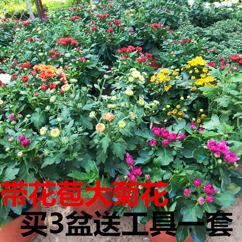 四季菊多头大菊花带花苞千头菊