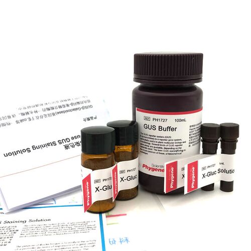 GUS染色液 即用型  植物基因表达分析 100mL [PH1727 PHYGENE]