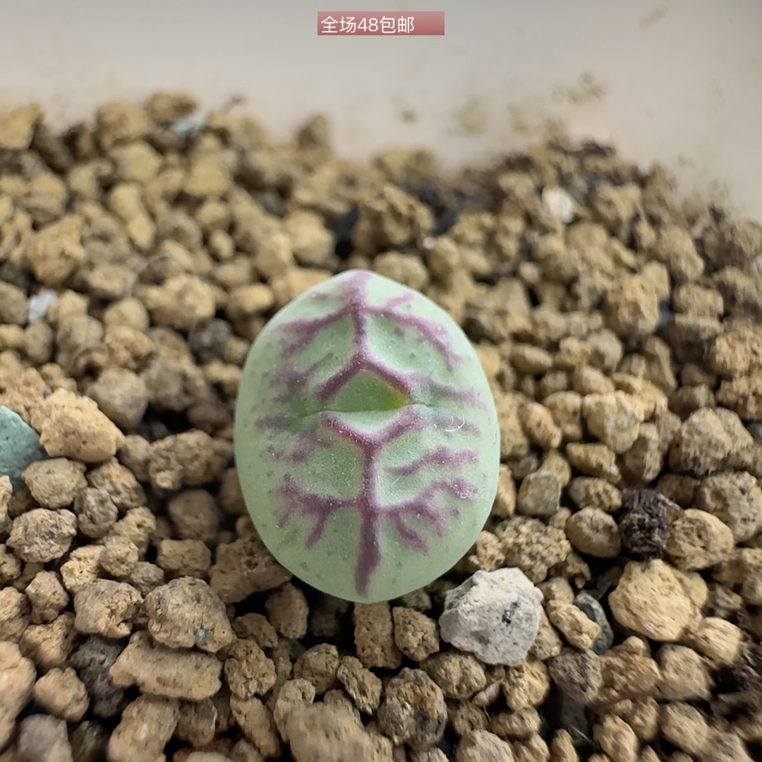 将杂可带盆898