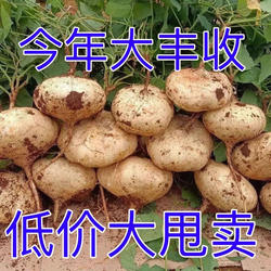 贵州高山新鲜地萝卜农家自种白地瓜水果凉薯现挖脆甜多汁新鲜蔬菜