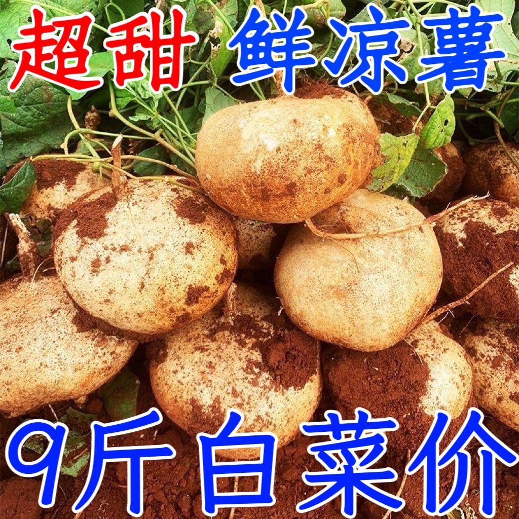 贵州高山新鲜地萝卜农家自种白地番薯