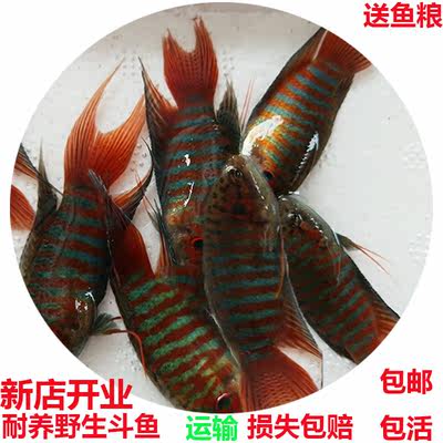 叉尾斗鱼活体观赏鱼兔子鱼天堂鱼中国斗鱼花手巾菩萨鱼淡水冷水鱼