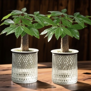 精品发财树盆栽室内植物客厅净化空气办公室花卉桌面绿植好养耐寒