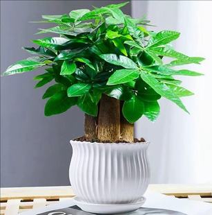 【三杆发财树】桌面三杆发财树水培办公室内绿植花卉室内桌面盆栽