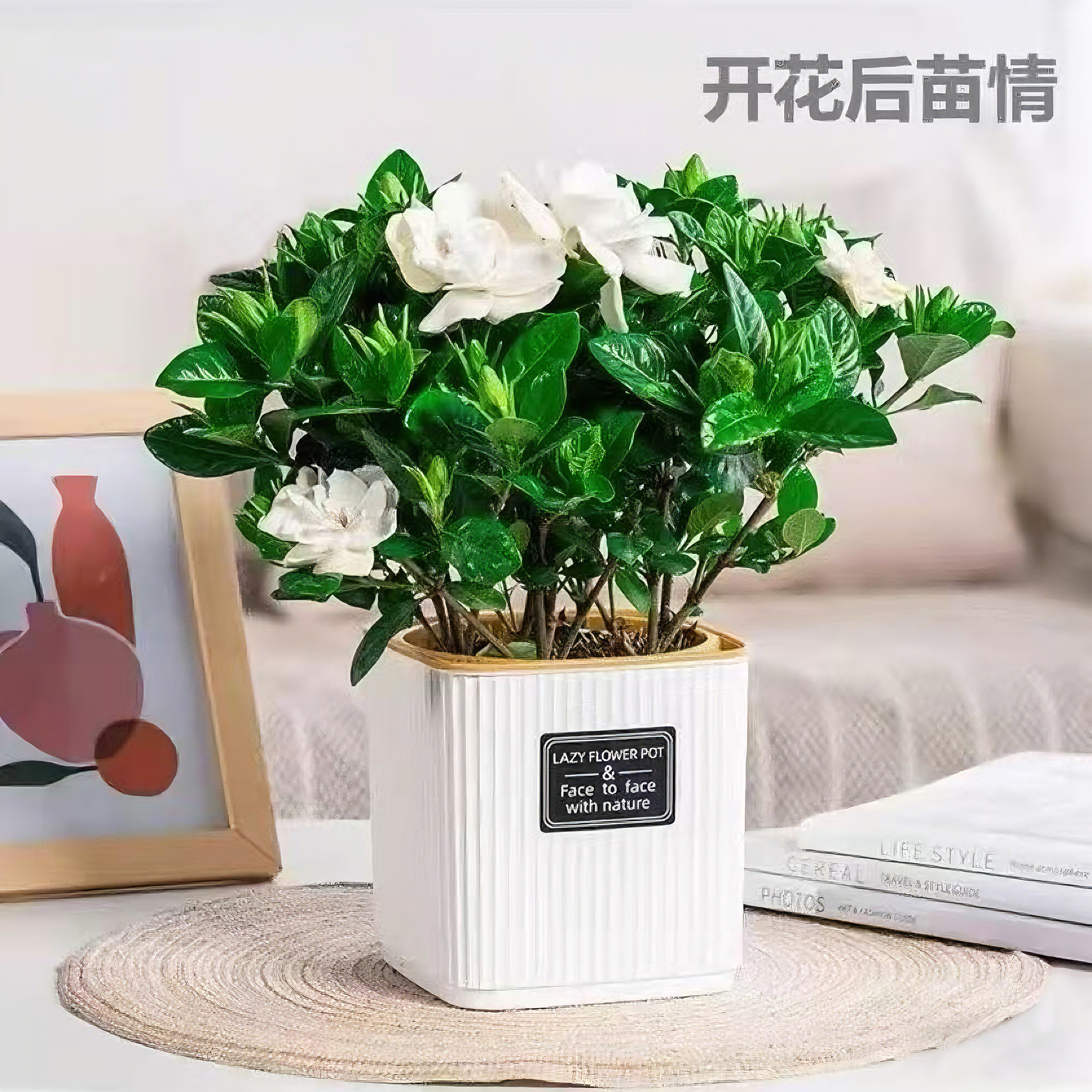 带盆【带花苞】浓香栀子花四季水培植物绿植净化空气观赏年宵花