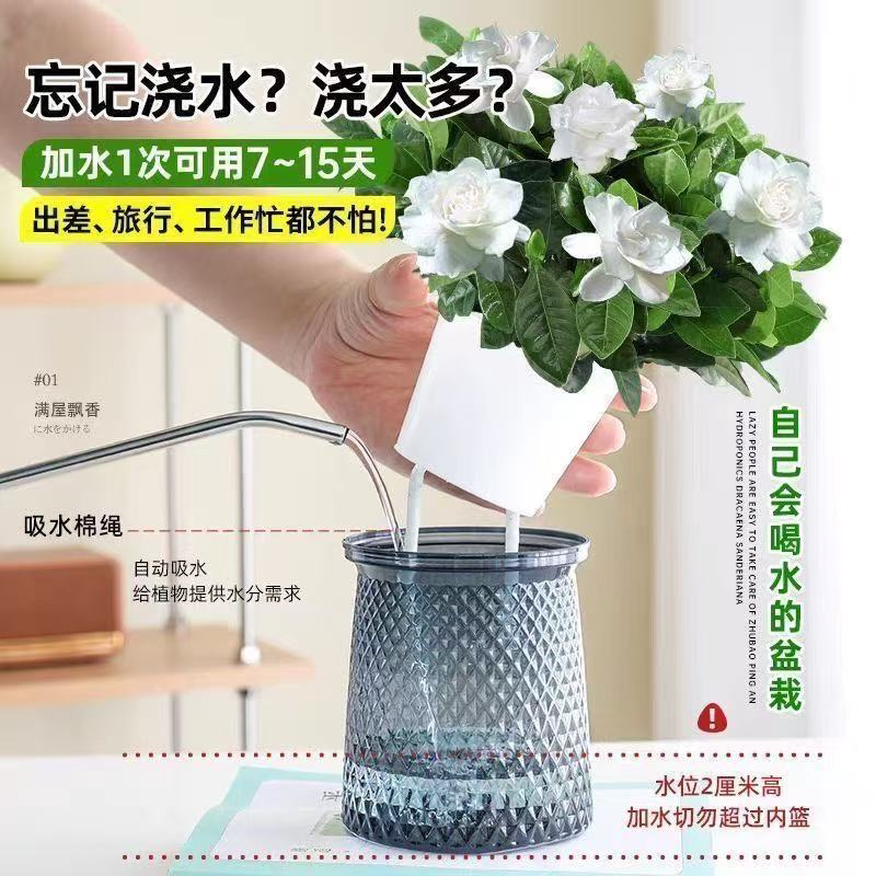 【净化空气】栀子花盆栽带花苞室内水培四季桌面开花好养绿植花卉