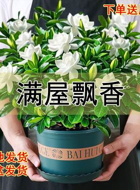 【带花苞】浓香型特大盆栀子花四季植物绿植净化空气可除甲醛观赏