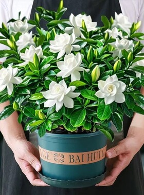 特级栀子花带花苞重瓣浓香绿植盆栽花卉四季开花室内水培好养植物