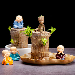 开花巴西木绿植盆栽室内桌面四季常青幸运木水培懒人花卉进口植物