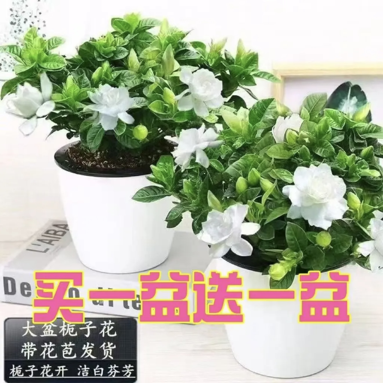 浓香型栀子花带花苞大盆栽年宵花