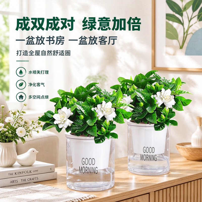 水培栀子花花卉盆栽室内外植物小盆带花苞高档酒店前台摆件年宵花