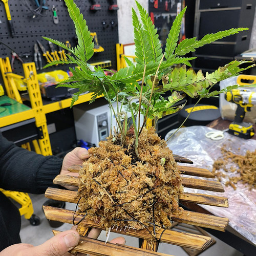 实木碳烧网格挂板空凤石斛鹿角蕨背板植板桌面搁板DIY扎线棕绳套
