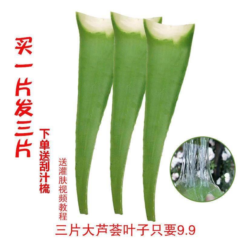 【芦荟】库拉索芦荟美容院专用叶片灌肤补水祛痘淡印芦荟胶保湿