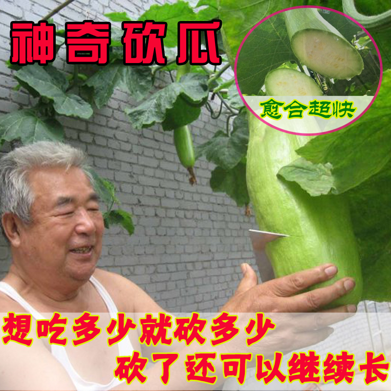 ÉñÆæ¿³¹ÏÖÖ×ÓËļ¾²¥Êß²ËÑǫ̂ÅèÔÔ´ºÏÄÇï¸ß²úÔçÊìÅÀÌÙ²ËÔ°¹Ï¹ûÖÖ×Ñ