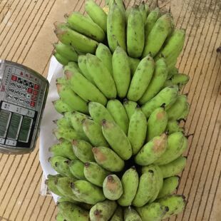 正宗野生小米蕉比苹果蕉甜糯