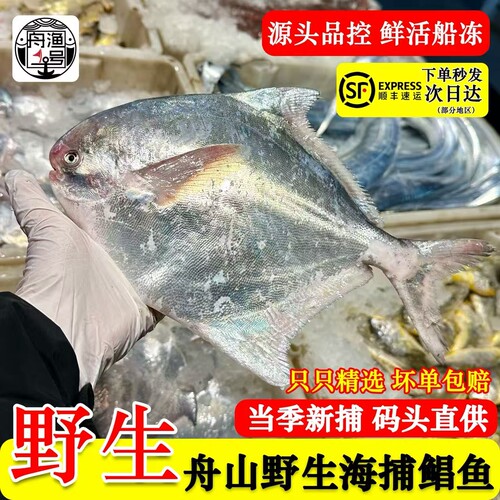 【佩佩家】舟山野生特大银鲳鱼 鲜活新鲜大白鲳鱼三斤装顺丰包邮