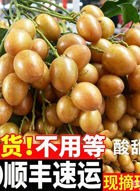 【京东顺丰】树上熟鸡心黄皮果新鲜现摘当季孕妇水果整箱酸甜