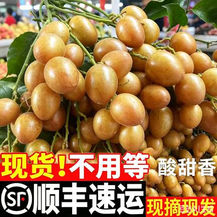 【京东顺丰】树上熟鸡心黄皮果新鲜现摘当季孕妇水果整箱酸甜