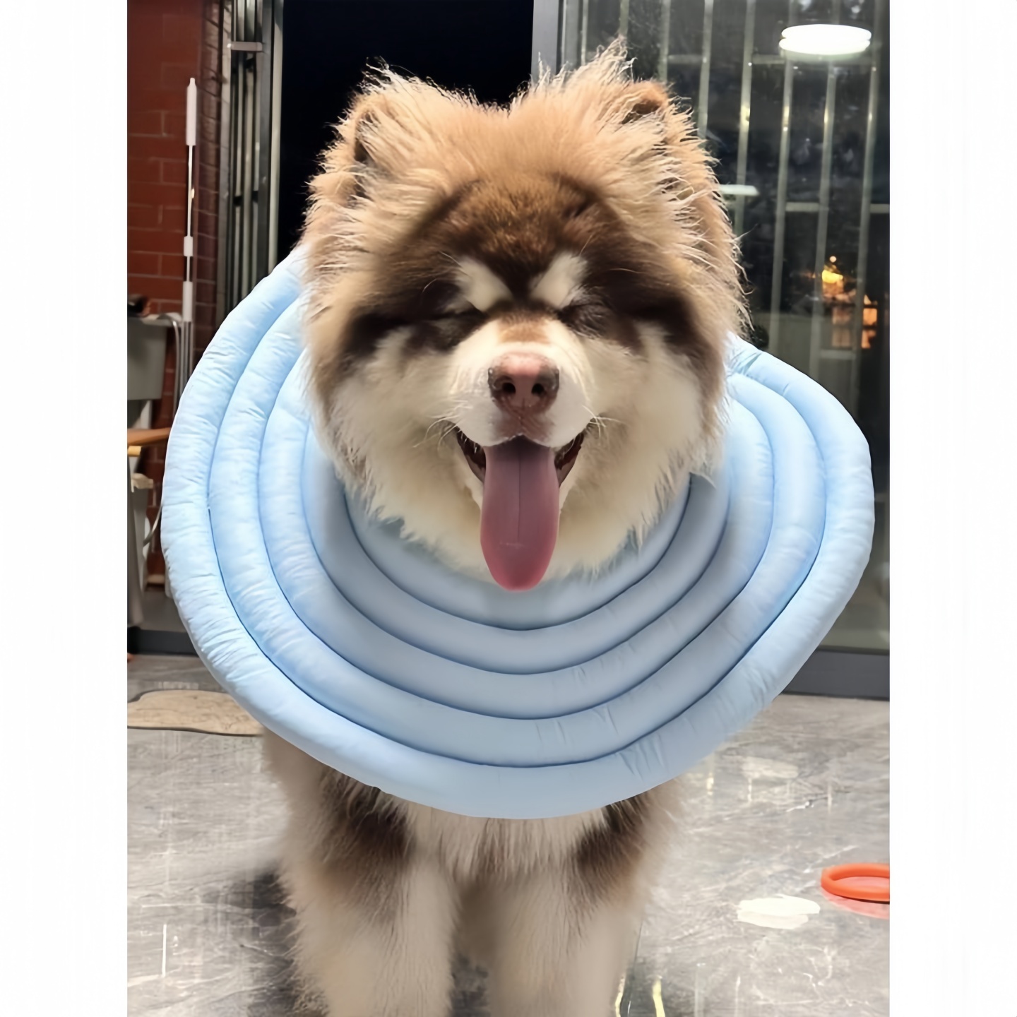 大型犬伊丽莎白圈萨摩耶狗狗专用超大脖圈防舔咬脖圈头套阿拉斯加
