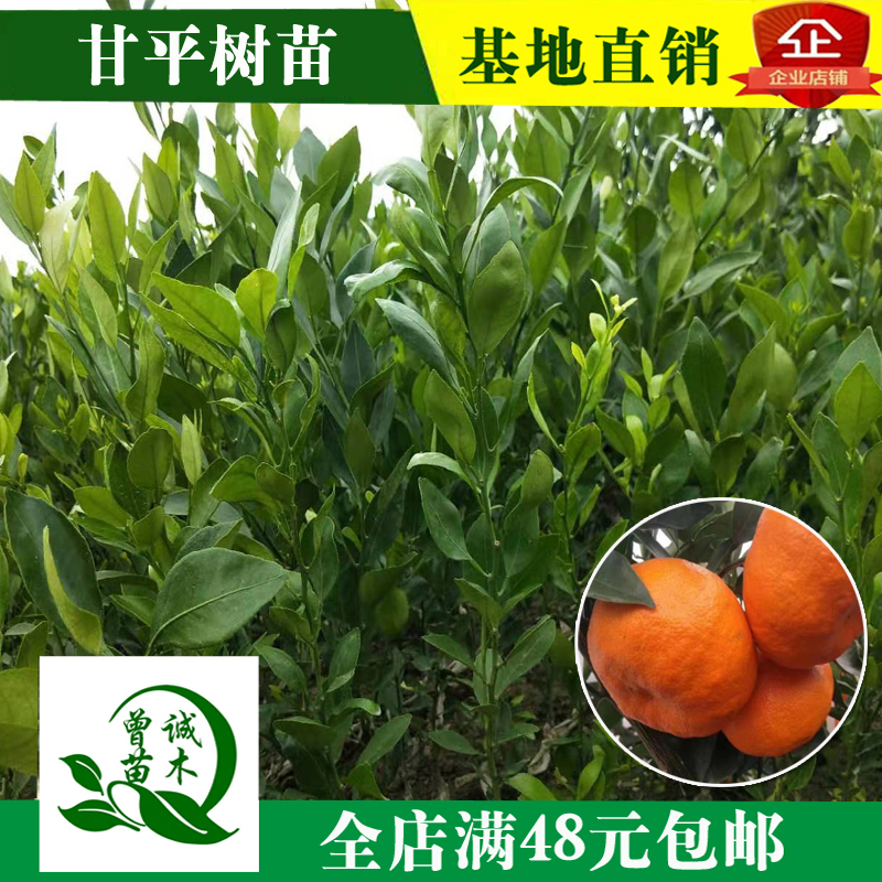 柑桔南方四川日本嫁接苗新品种