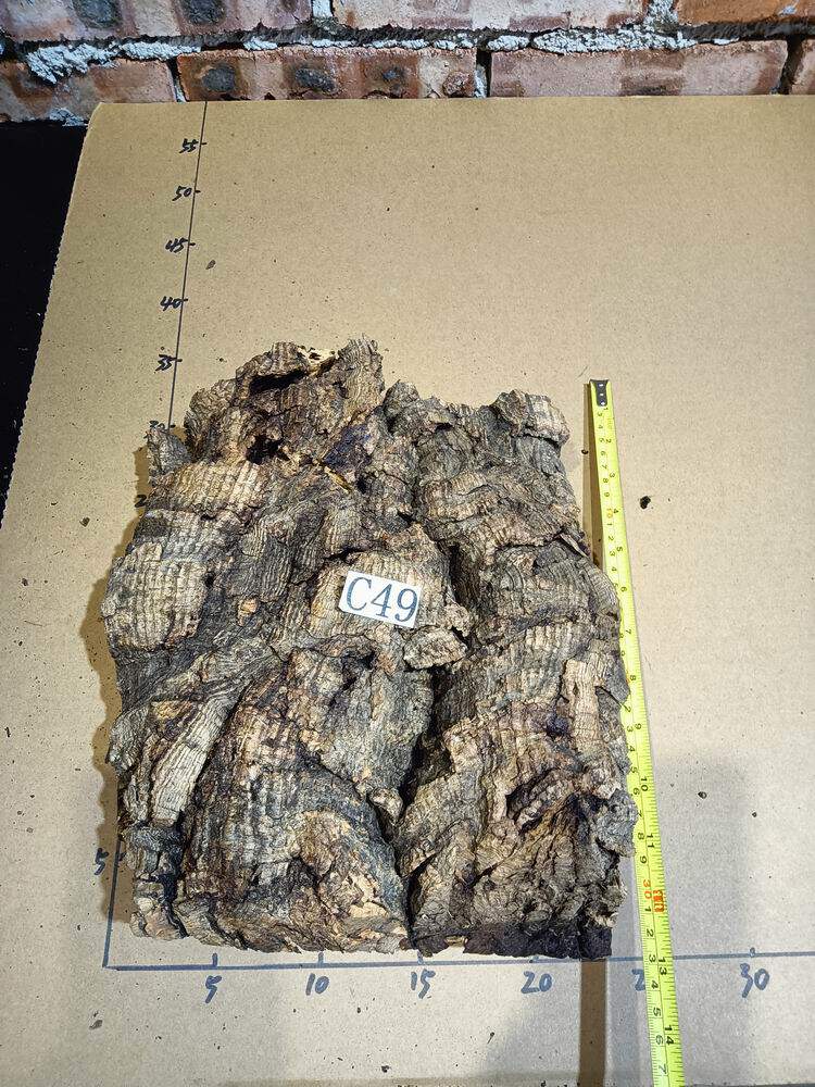 葡萄牙软木 鹿角蕨板植 西雷丽蝶 合适特大蕨 一物一拍6月11更新 - 实物图