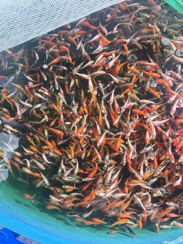 春季限定一选锦鲤昭和绯写白写大正红白活体金鱼活体宠物好养大型