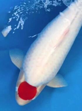 丹顶锦鲤家养高档观赏鱼淡水冷水鱼易养耐活鸿运当头活鱼鱼苗