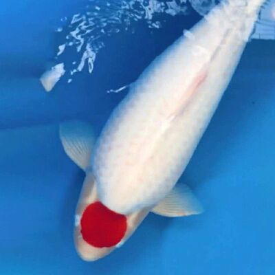丹顶锦鲤家养高档观赏鱼淡水冷水鱼易养耐活鸿运当头活鱼鱼苗