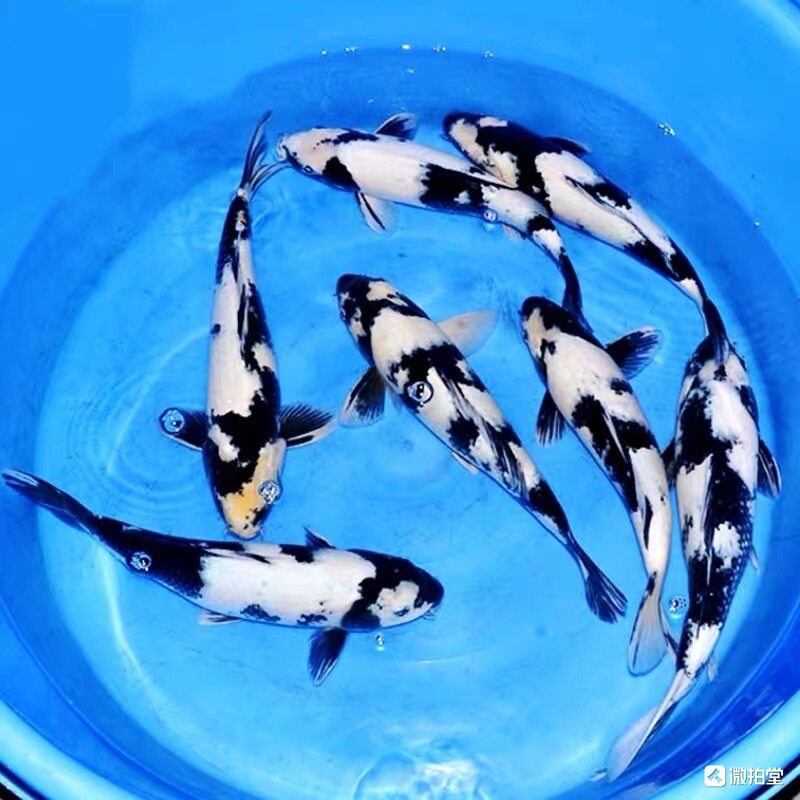 纯种白写锦鲤活体观赏鱼淡水冷水鱼纯种锦鲤鱼苗三色昭和火鲤绯写