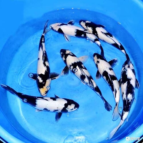 纯种白写锦鲤活体观赏鱼淡水冷水鱼纯种锦鲤鱼苗三色昭和火鲤绯写